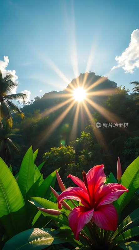 阳光下的热带风情