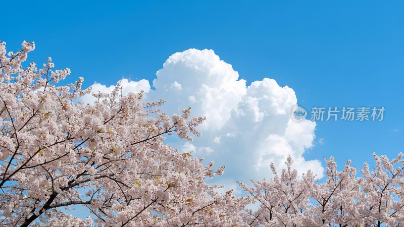 蓝天下的烂漫樱花与白云