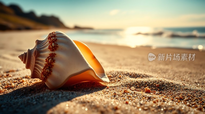 阳光下的贝壳与沙滩