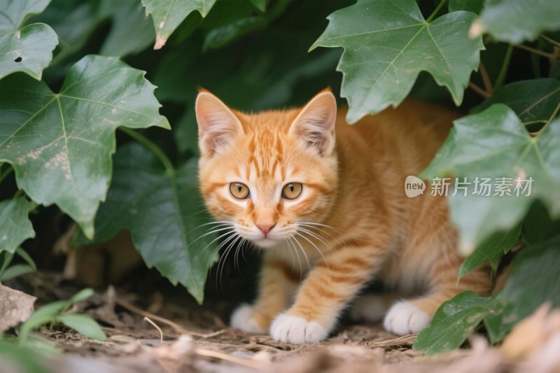 橘猫藏于绿植