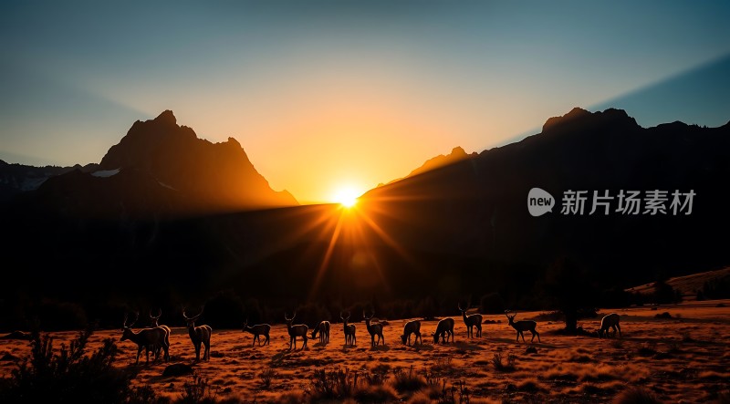 日出时分的鹿群剪影