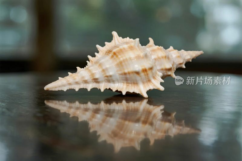 海螺倒影摄影