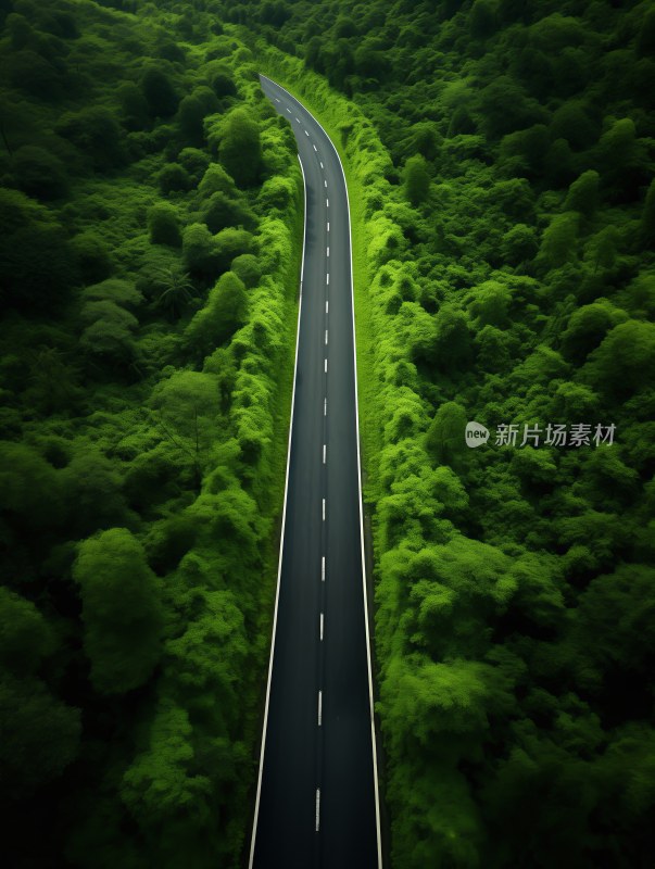 森林中的道路