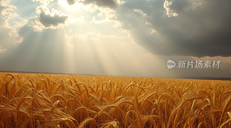 阳光下的金色麦田