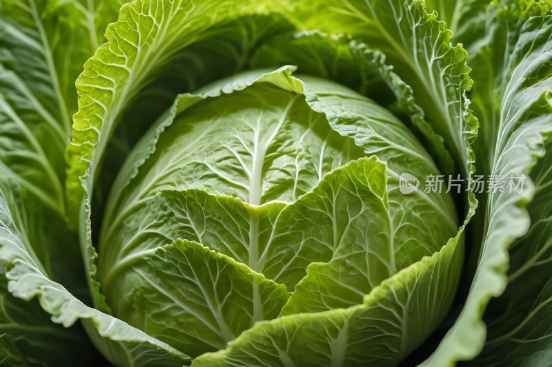 带有叶子的绿色卷心菜特写高清图片