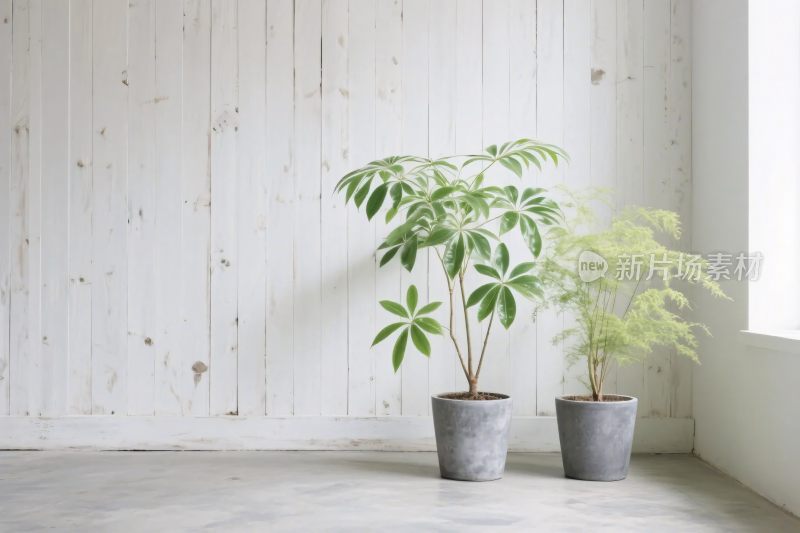 室内绿植装饰场景