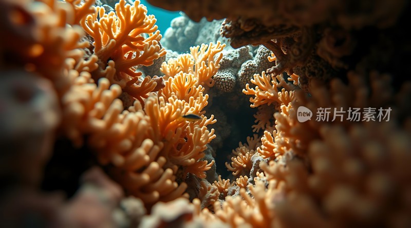 珊瑚丛中探出头的小鱼