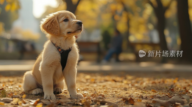 秋日暖阳下的金毛幼犬