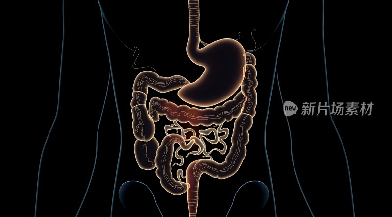 人体消化系统解剖图