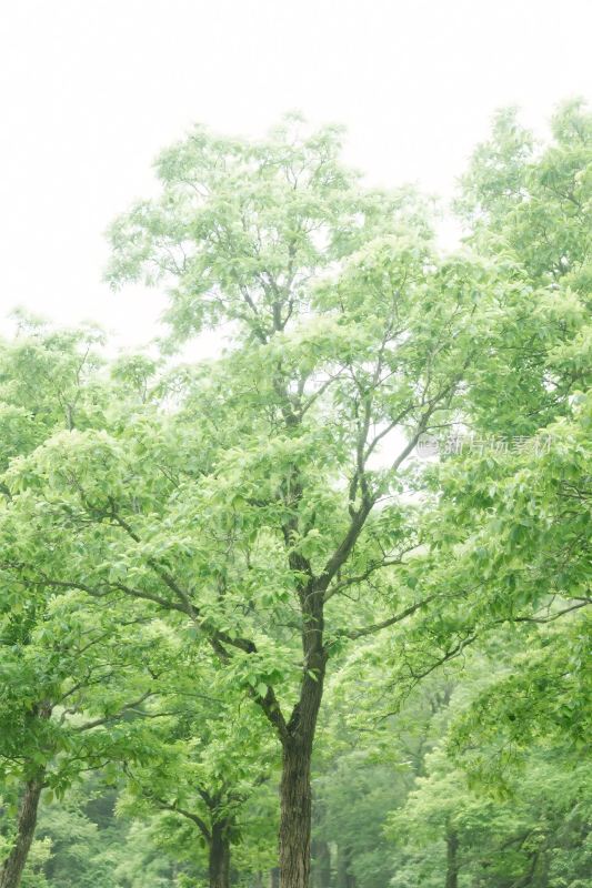 郁郁葱葱的树林景象