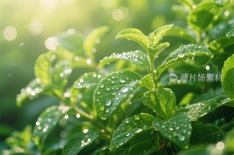 绿叶露珠清新特写