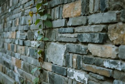 老砖墙藤蔓景