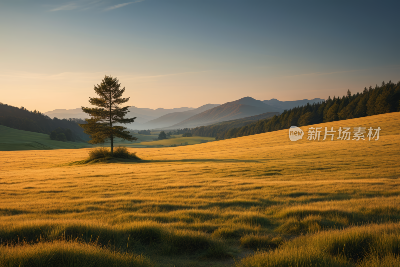 草地中间一棵孤树高清风景图片