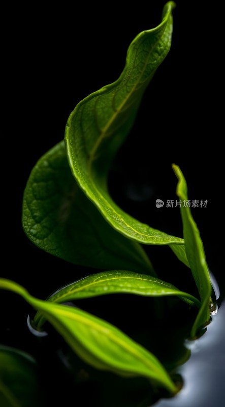 绿叶轻舞水上梦