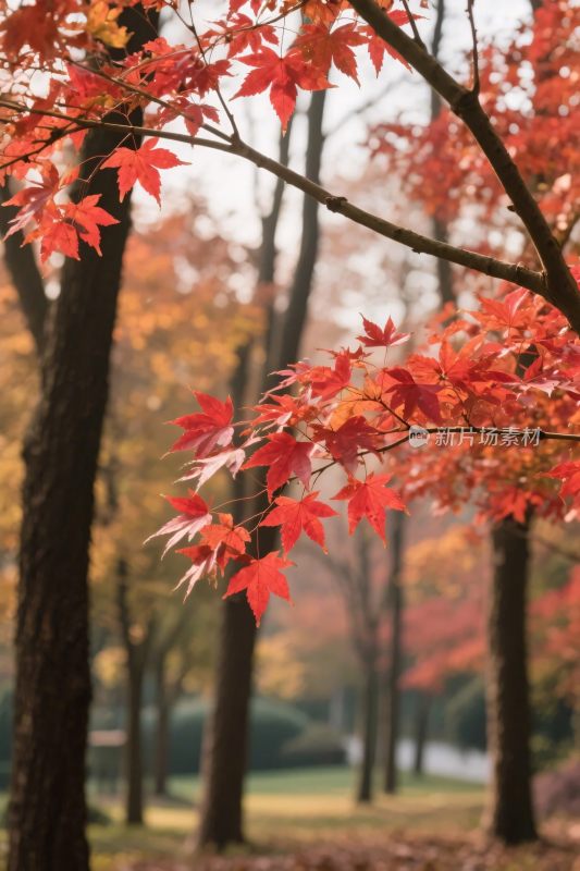 秋日枫叶树林美景