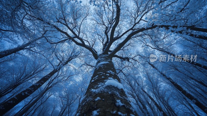 冬天树林冬季风景冬日雪景风光