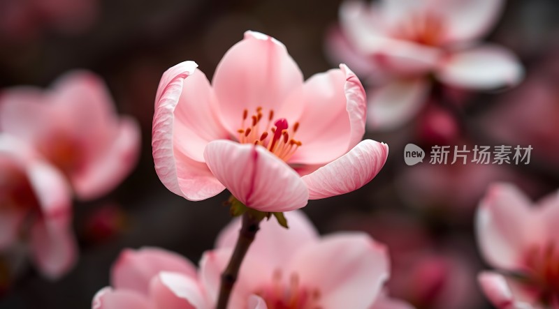 粉红桃花绽放春意盎然