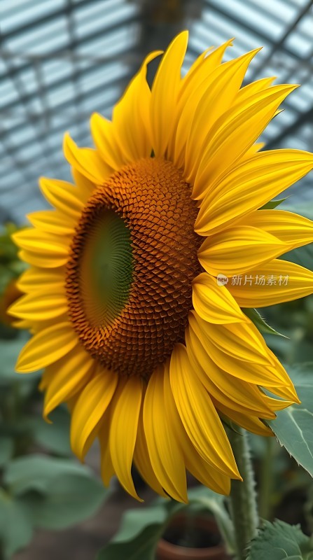 阳光下的向日葵绽放