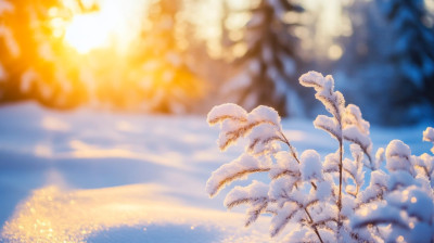 立冬阳光光影雪地微距图