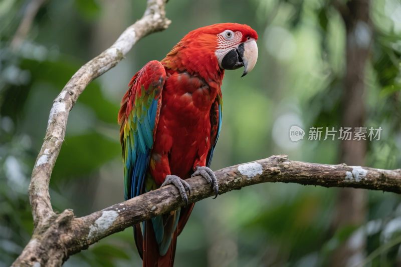 红金刚鹦鹉栖息图