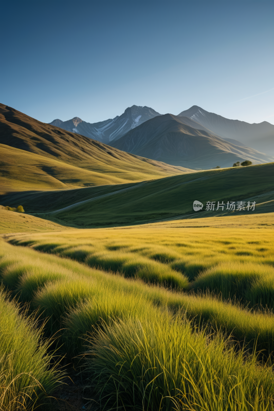 绿色的草地高清风景摄影图片