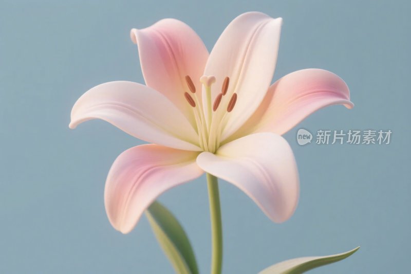 粉色百合花插画