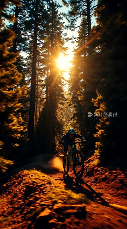 阳光下的骑行者穿越森林小径