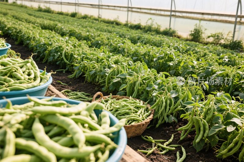 温室豆角种植场景