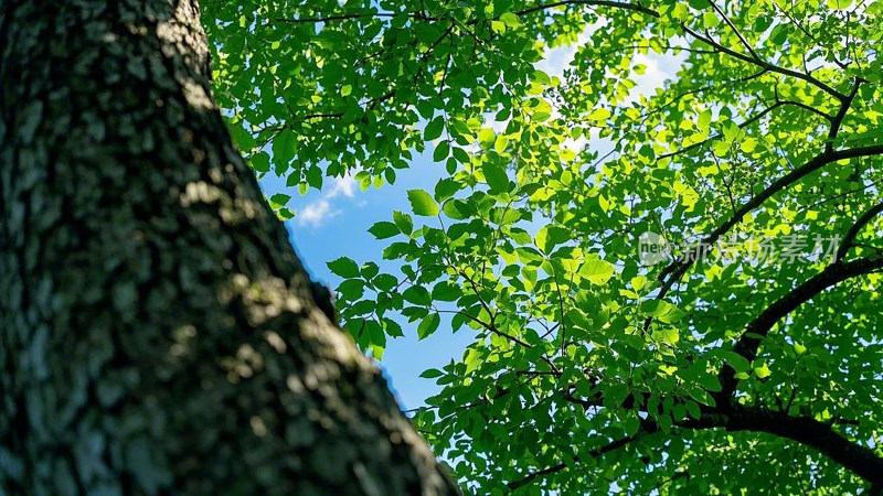 仰望树林参天大树树冠树叶的生命力