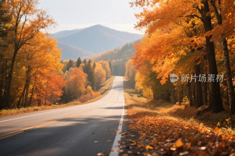 秋日林间公路美景