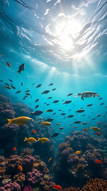阳光下的海底世界