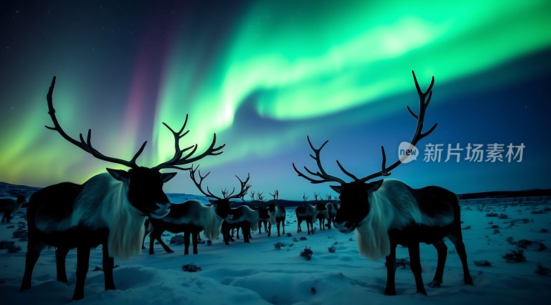 极光下的麋鹿群