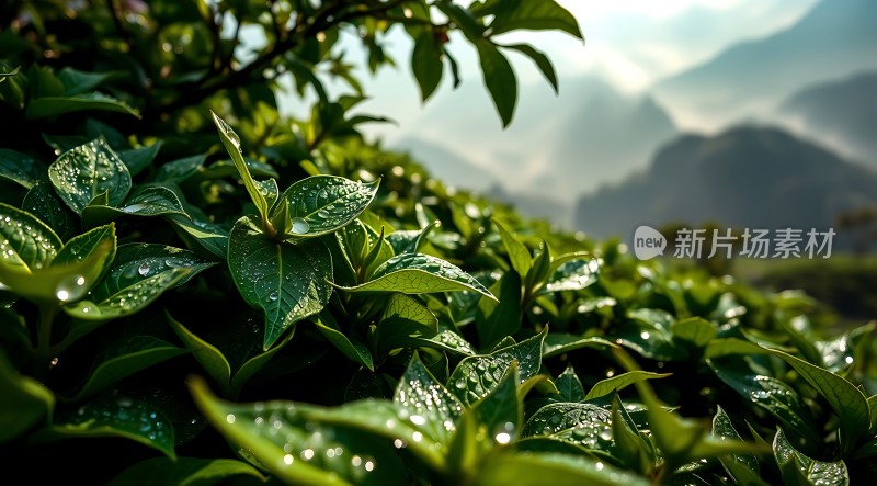 晨光中的露珠与绿叶