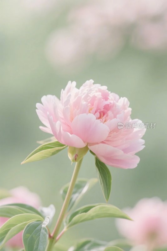 粉色花朵植物插画