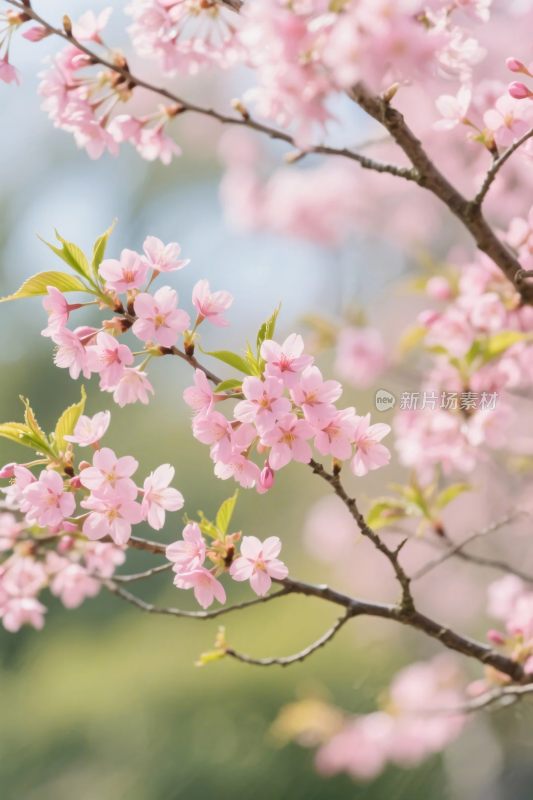春日樱花美景图