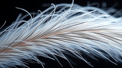 白色羽毛飘动之美 白色羽毛飘动之美