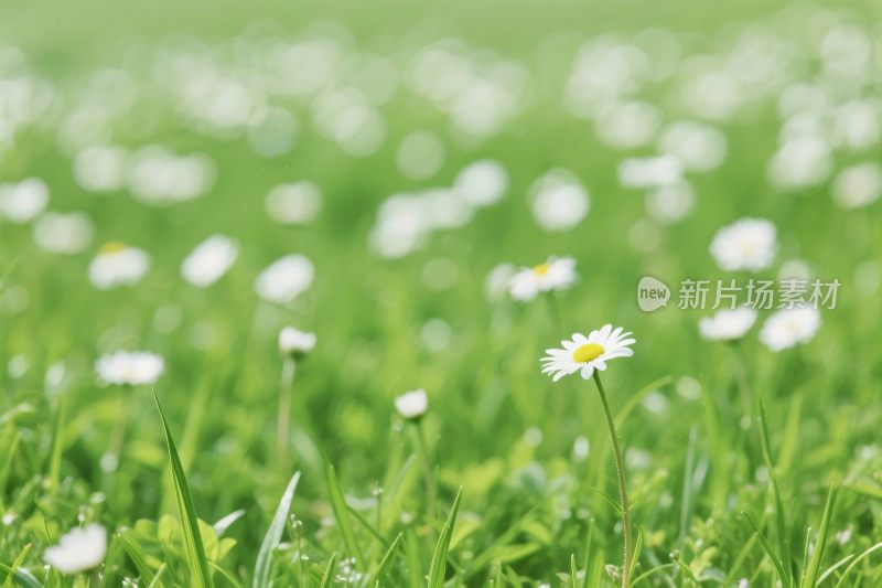 草地雏菊风景
