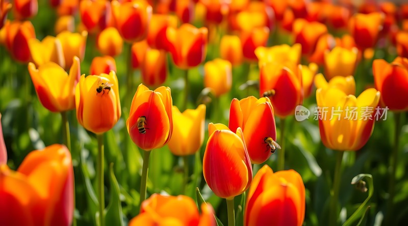 阳光下的蜜蜂与郁金香