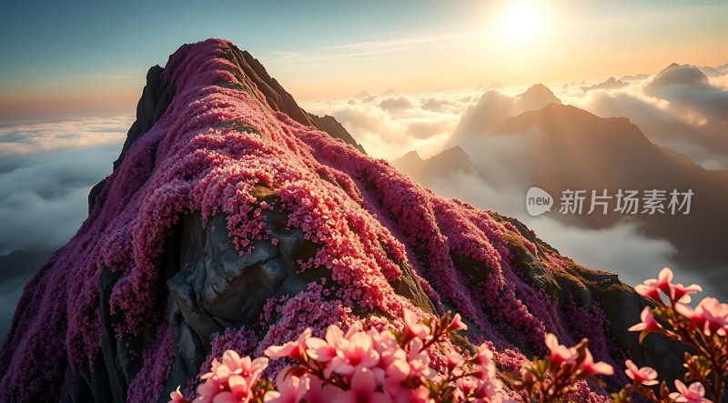日出时分的粉色花海山峰