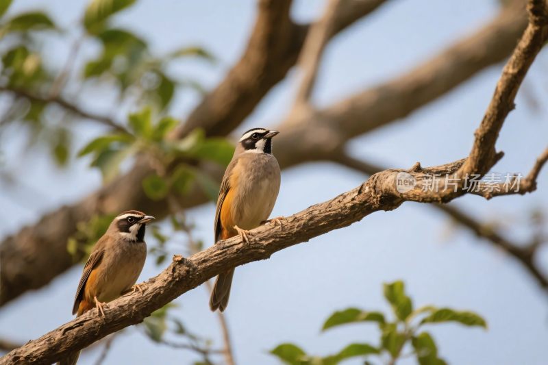 小鸟栖息于树枝