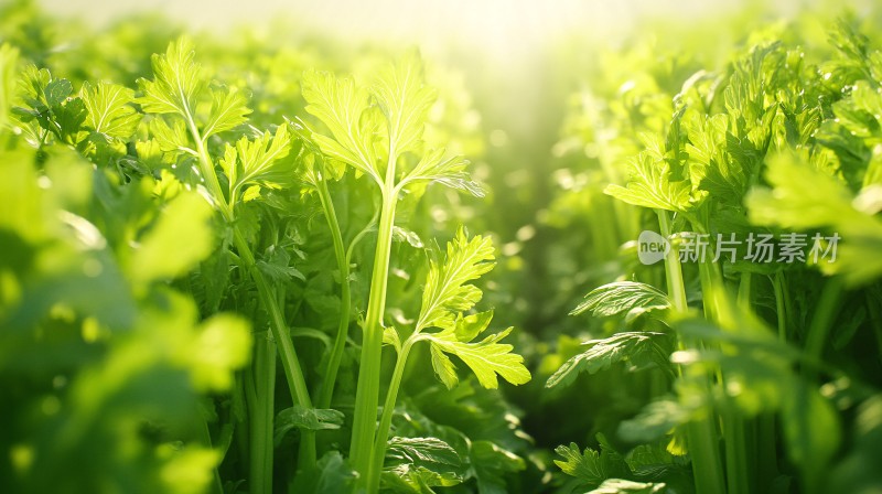 芹菜种植蔬菜种植