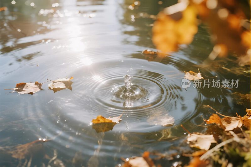 水面落叶水滴效果