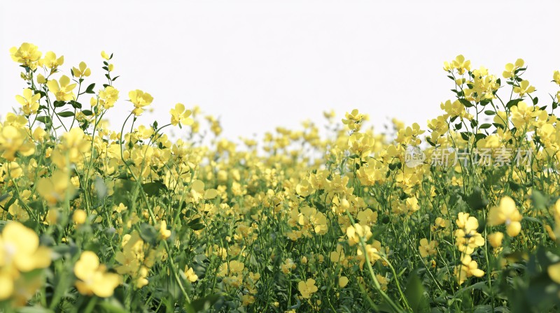 广角油菜花