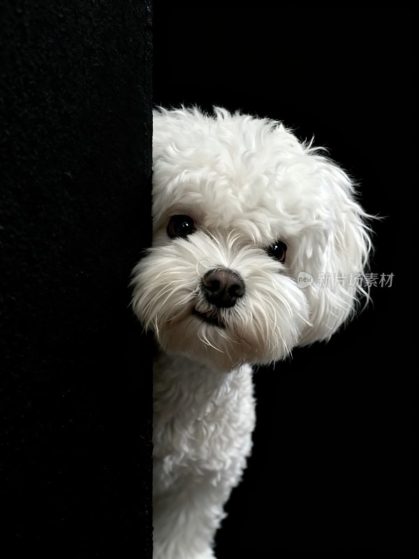 白色小狗探出头眼神好奇而专注