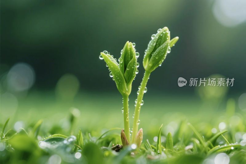 清晨嫩芽带露图