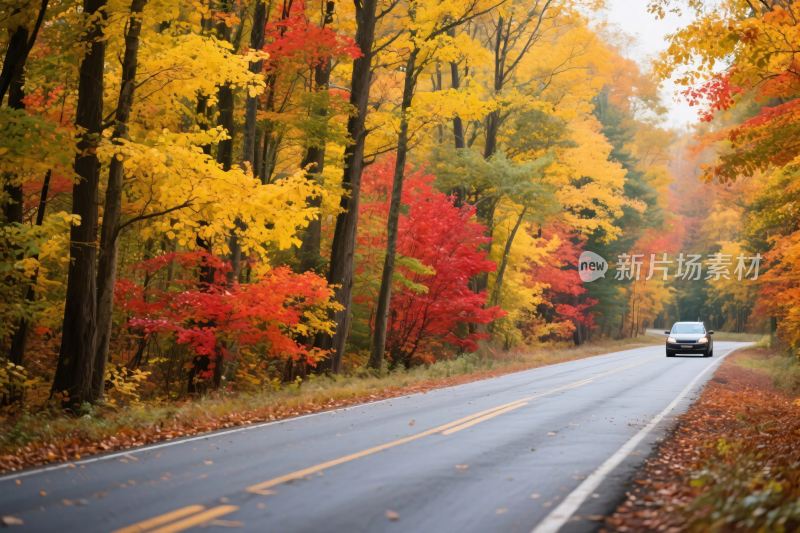 秋日林间公路上的行驶车辆