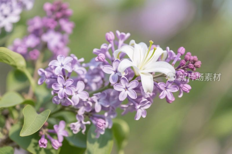 紫丁香花丛特写