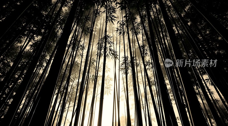 竹影斑驳映日长