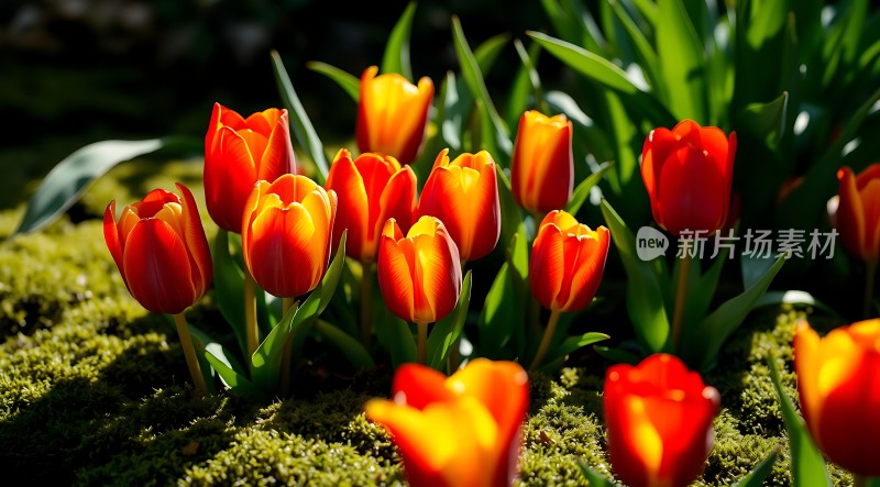 阳光下的郁金香绽放