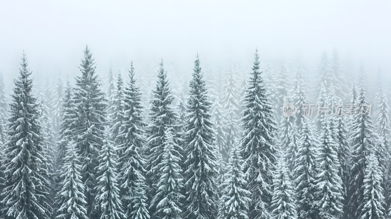 雪景中茂密常绿树木